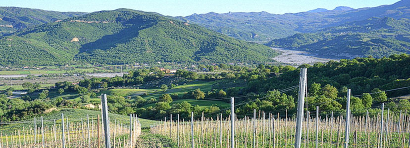 Die Weinberge der Basilicata